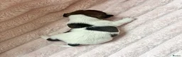 Jack Russell dogs for sale: Beautiful Jack Russell Pups 🩵🩷 - Advert 11