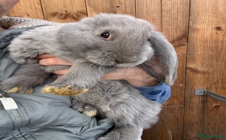 French Lop rabbits - Advert 3
