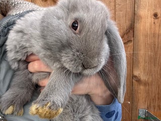 French Lop rabbits - Advert 2