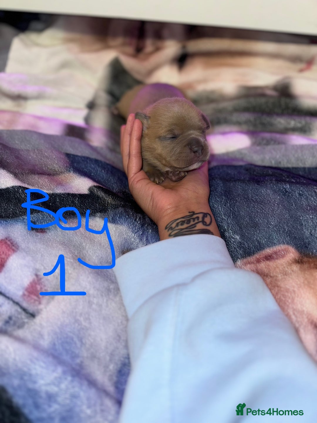 Staffordshire Bull Terrier dogs for sale: Staffordshire Bull Terrier Puppies - Image 11