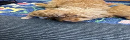 Maltipoo dogs for sale: 🐾 Beautiful Maltipoo Puppies – Two Boys Available - Advert 10