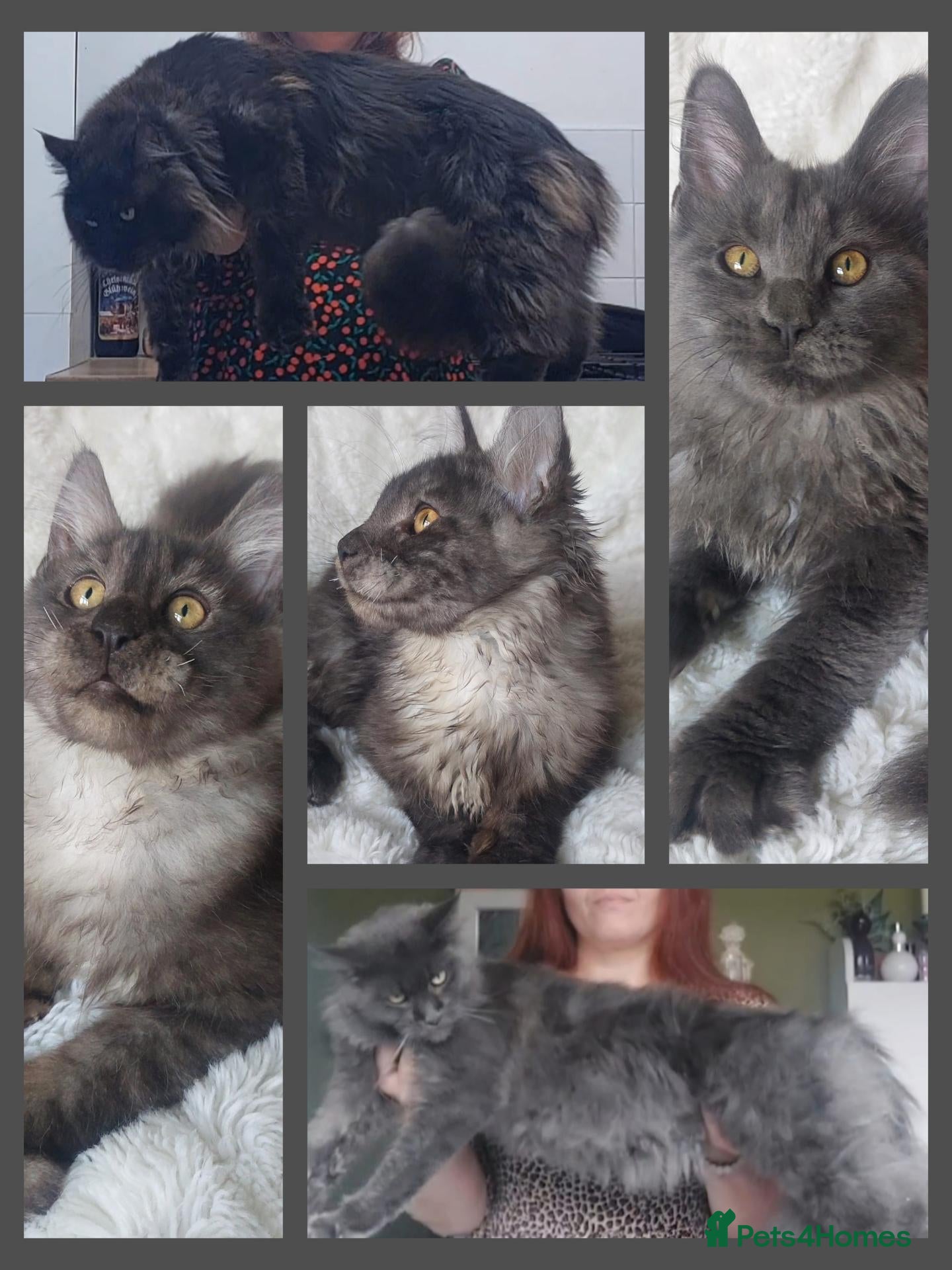 Maine Coon cats Beautiful large boys Russian Bloodline  - Advert 2
