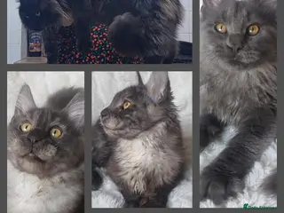Maine Coon cats Beautiful large boys Russian Bloodline - Advert 2
