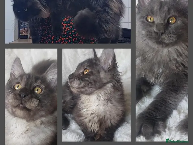 Maine Coon cats Beautiful large boys Russian Bloodline - Advert 20