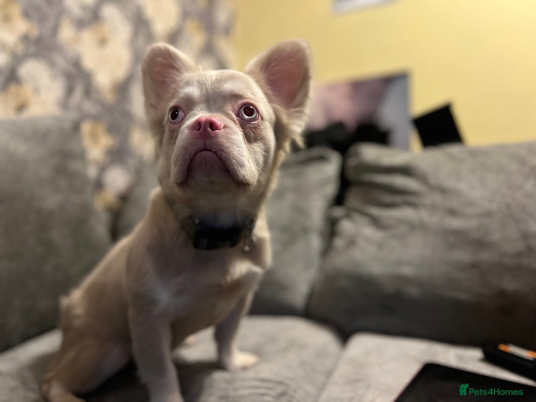 French Bulldog dogs for sale: beautiful kc rare pink fluffy french bulldog  - Advert 3