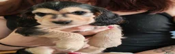 Cocker Spaniel dogs for sale: kC registered show-type cocker spaniel puppies - Advert 4