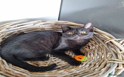 British Shorthair cats for sale: 😻🤎CHOCOLATE BSH boy and girl, LONDON, READY NOW! - Image 4