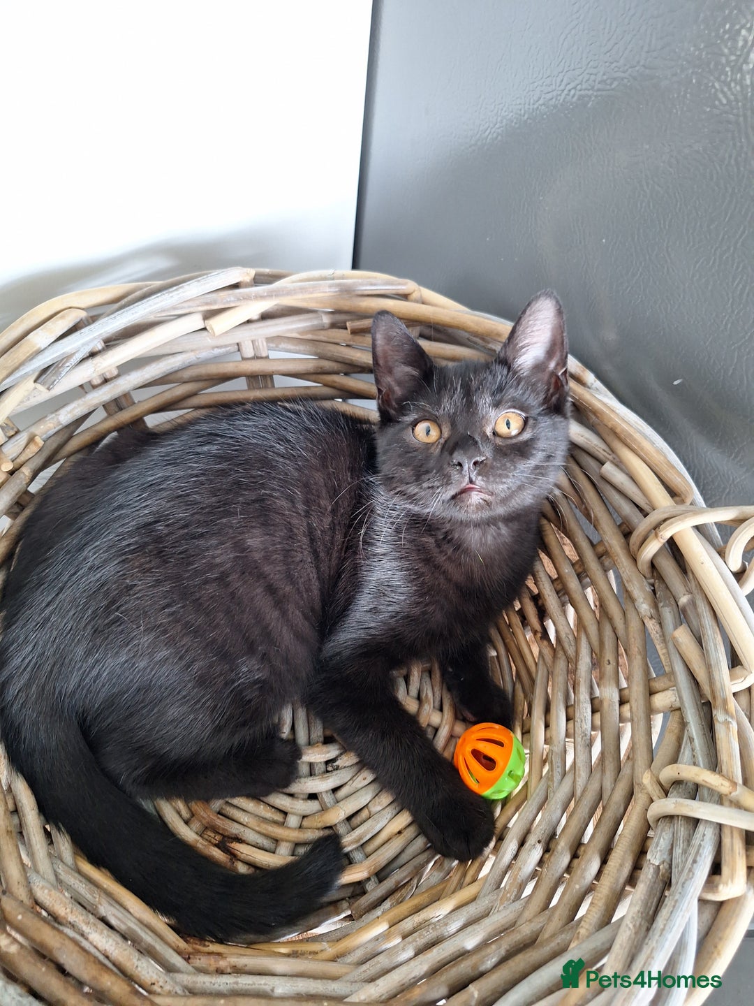 British Shorthair cats for sale: 😻🤎CHOCOLATE BSH boy and girl, LONDON, READY NOW! - Image 4