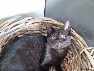 British Shorthair cats 🤎 Fantastic CHOCOLATE BSH boy, 6 month old,LONDON - Advert 12