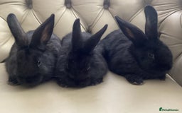 Flemish rabbits for sale: FLEMISH GIANT,CROSS - Advert 2