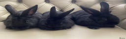 Flemish rabbits for sale: FLEMISH GIANT,CROSS - Advert 2
