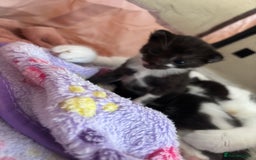 Mixed Breed cats for sale: Kittens for rehoming  - Advert 4