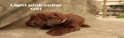 Labradoodle dogs for sale: Labradoodles Miniature/Midi Puppies Muliti Gen  - Advert 8