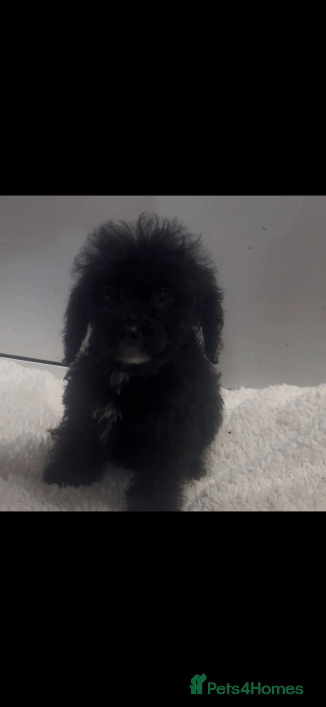 Cockapoo dogs for sale: 2 lovely black cockapoo puppies READY TO LEAVE!!!! - Advert 6