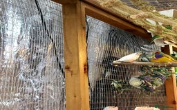 Finches birds for sale: Gouldian finches pairs  - Image 2