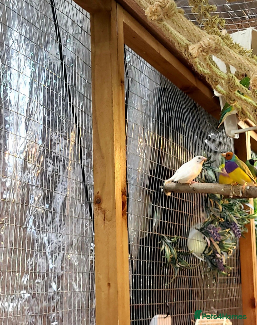 Finches birds for sale: Gouldian finches pairs  - Image 2
