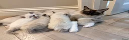 Ragdoll cats for sale: 💙💗PURE Ragdoll kittens 💗💙 in London - Advert 4