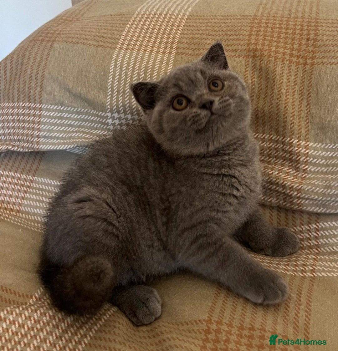 British Shorthair cats for sale: Gorgeous Brittsh Kittens Fully Vaccinated  - Image 20