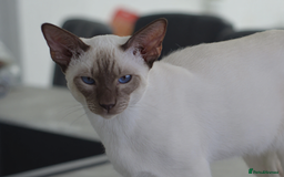 Siamese cats for stud: 🍫PROVEN CHOC POINT SIAMESE STUD🍫 - Image 1