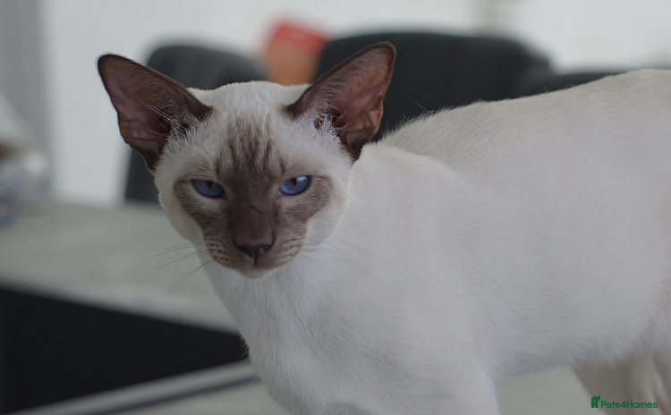 Siamese cats - Advert 1
