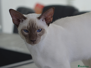 Siamese cats - Advert 2