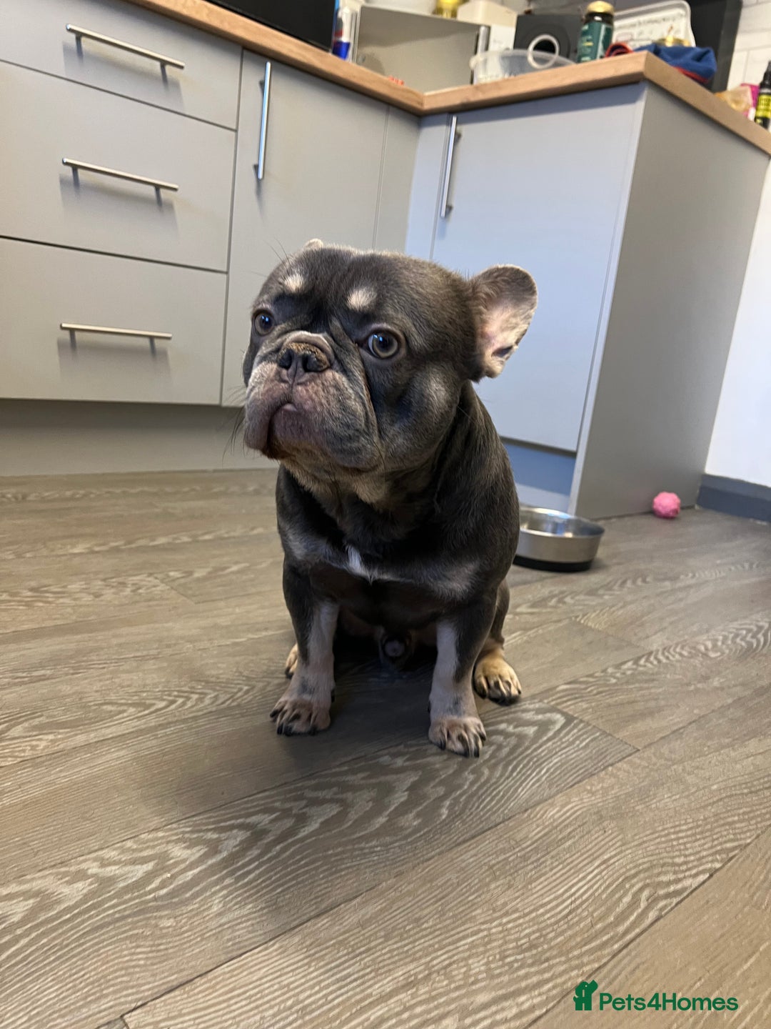 French Bulldog dogs for sale: Adorable 3-Year-Old Male & Female French Bulldog - Advert 15