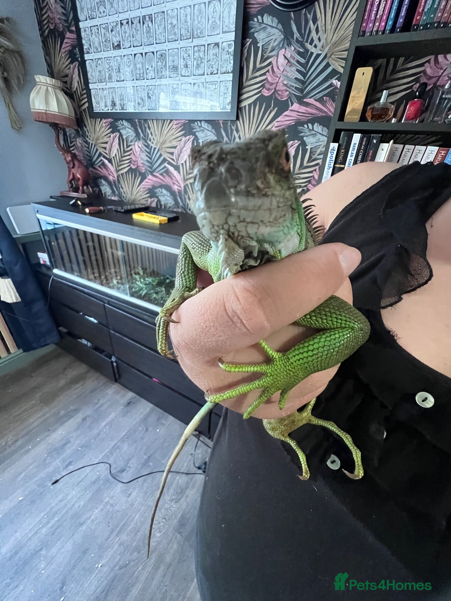 Milk Snake reptiles Green Iguana - Advert 2