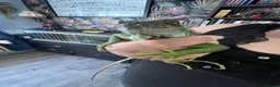 Milk Snake reptiles for sale: Green Iguana - Advert 2