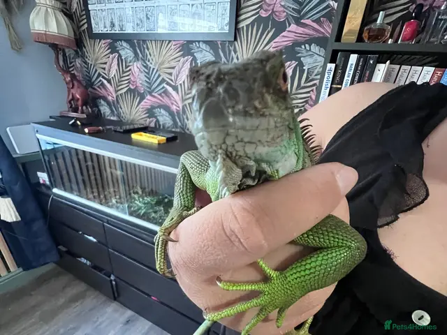 Milk Snake reptiles for sale: Green Iguana - Advert 2