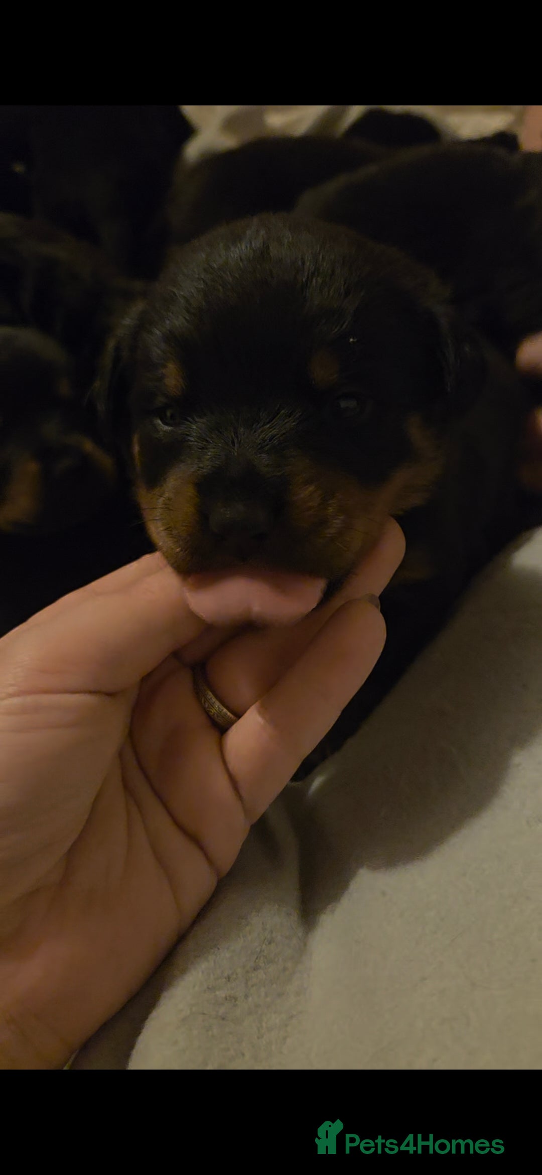 Rottweiler dogs for sale: Rottweiler puppies - Advert 14