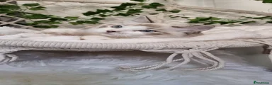 Ragdoll 3