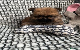 Mixed Breed dogs for sale: RARE  Shipom /pomshi Pomeranian and Shihtzu cross  - Image 6