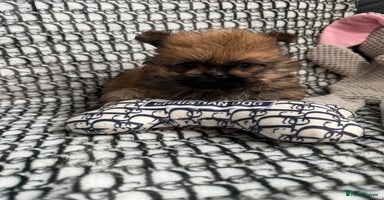 Mixed Breed dogs - Advert 6