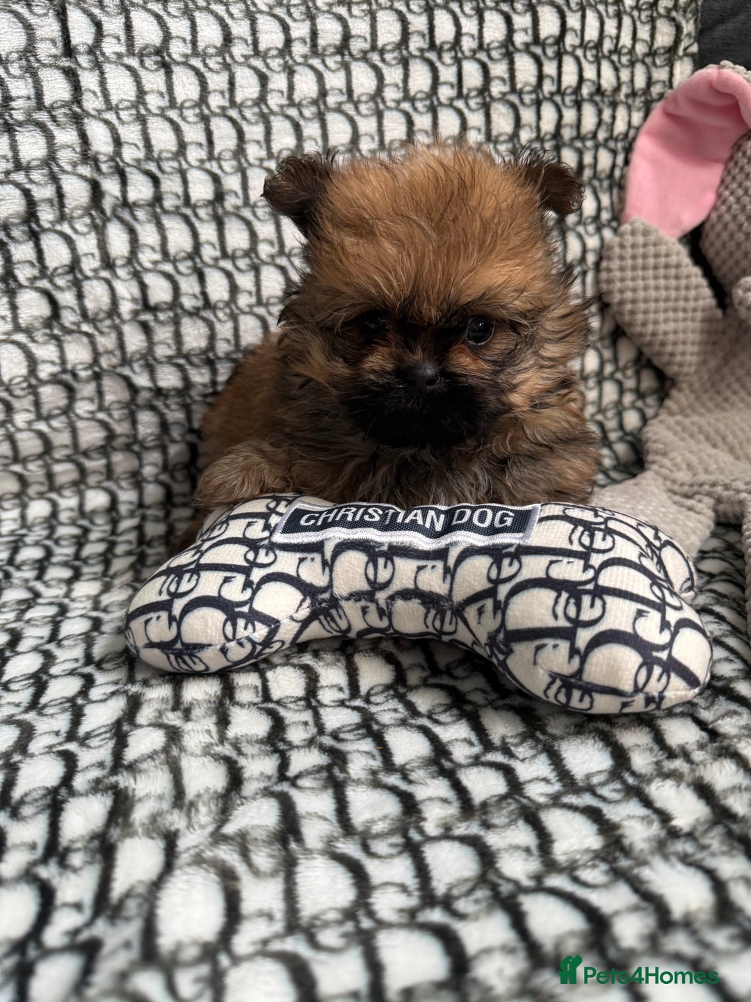 Mixed Breed dogs for sale: RARE  Shipom /pomshi Pomeranian and Shihtzu cross  - Image 6