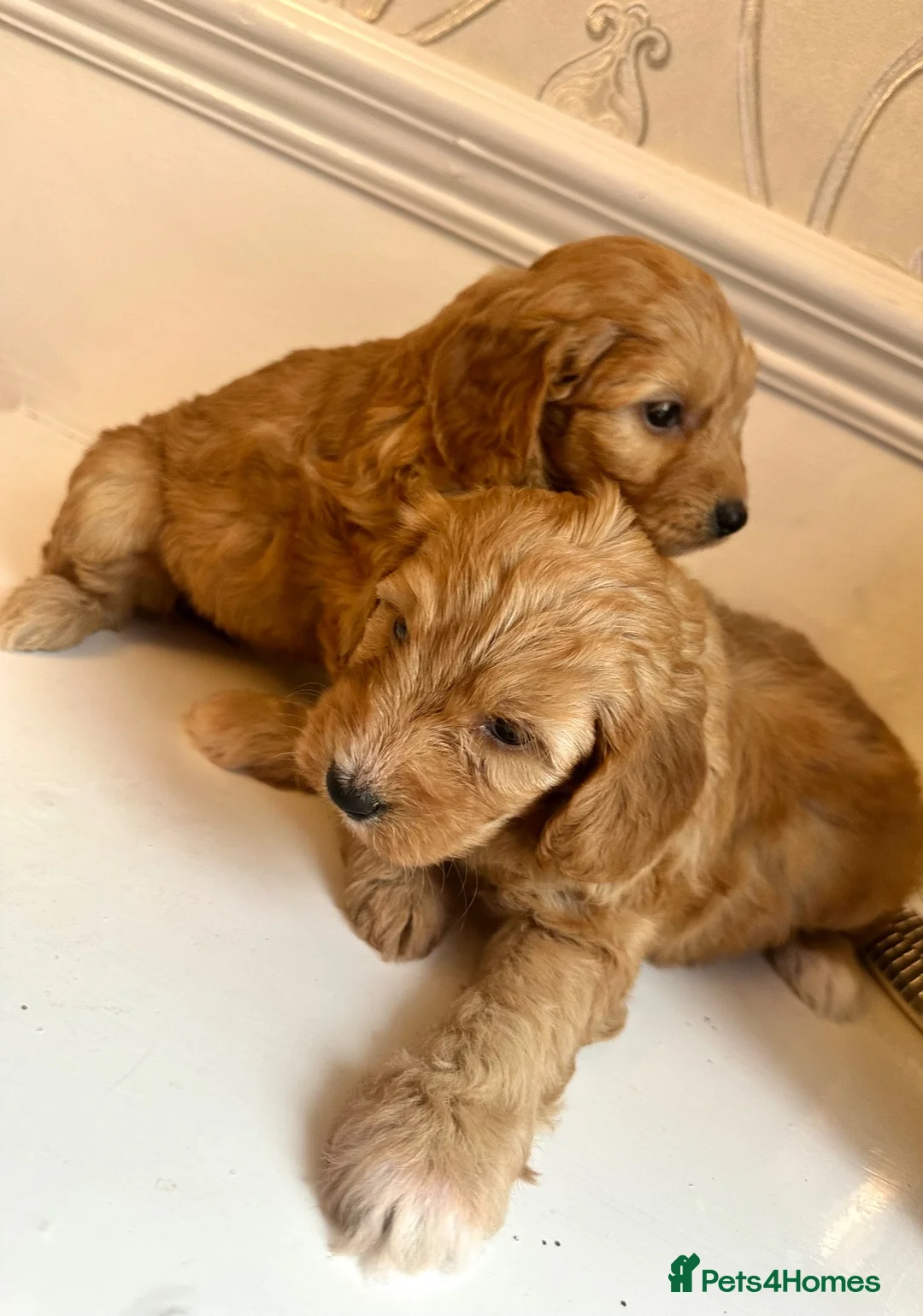 Cavapoo dogs for sale: Cavapoo - Advert 13