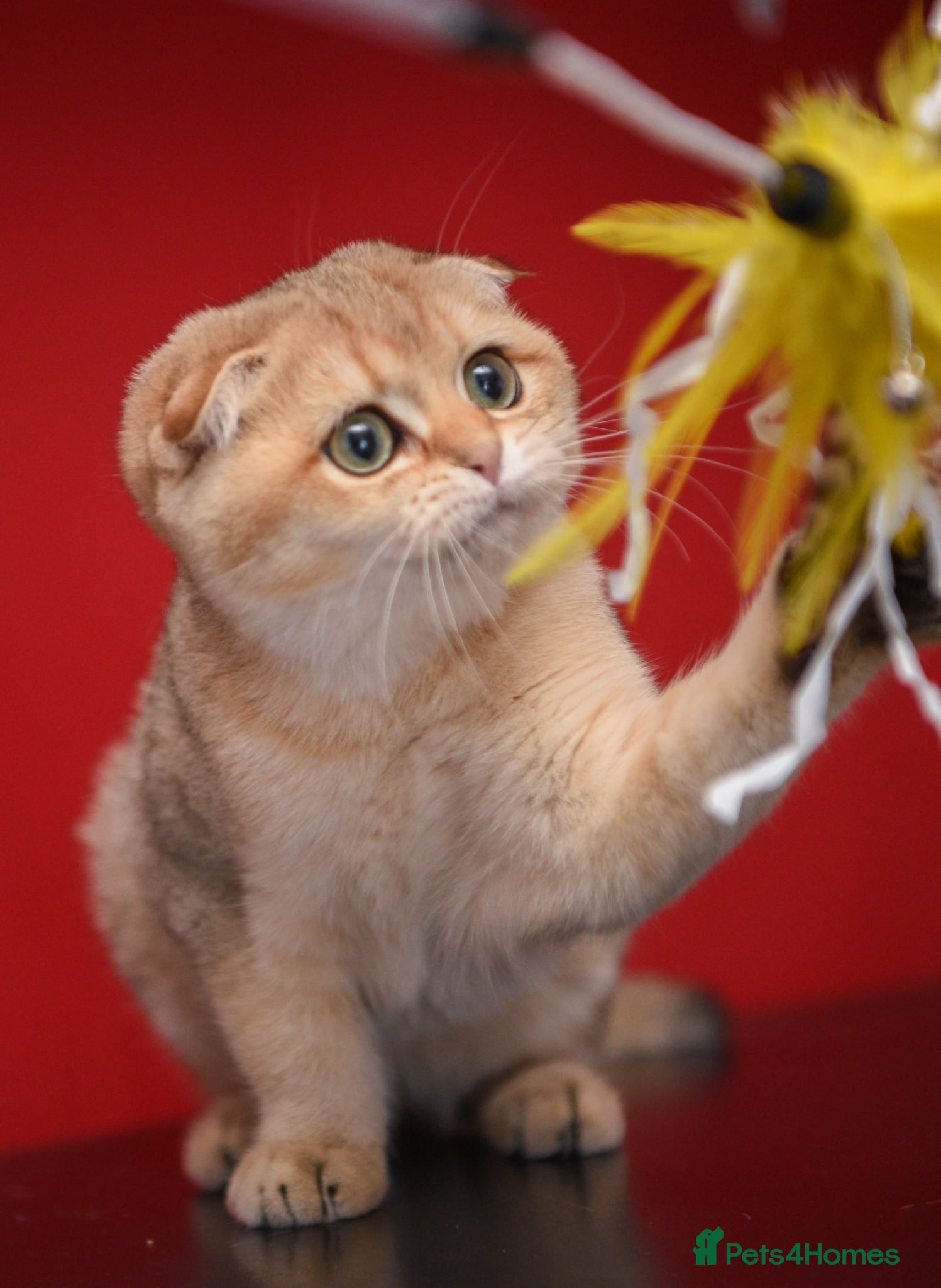 Scottish Fold cats Scottish fold PEDIGREE ready to leave - Advert 1