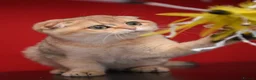 Scottish Fold cats for sale: Scottish fold PEDIGREE ready to leave - Advert 1