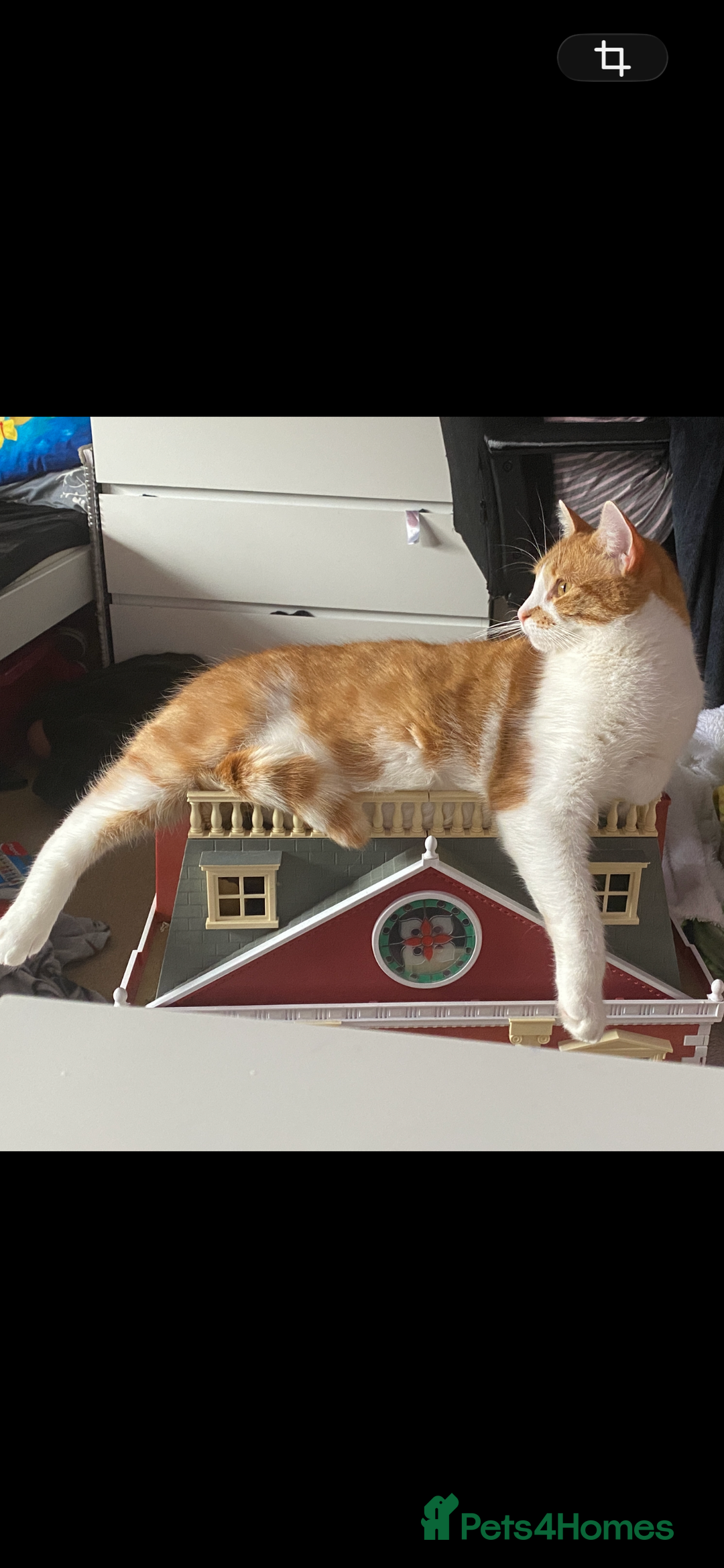 Mixed Breed cats for sale: Stumpy  - Advert 13