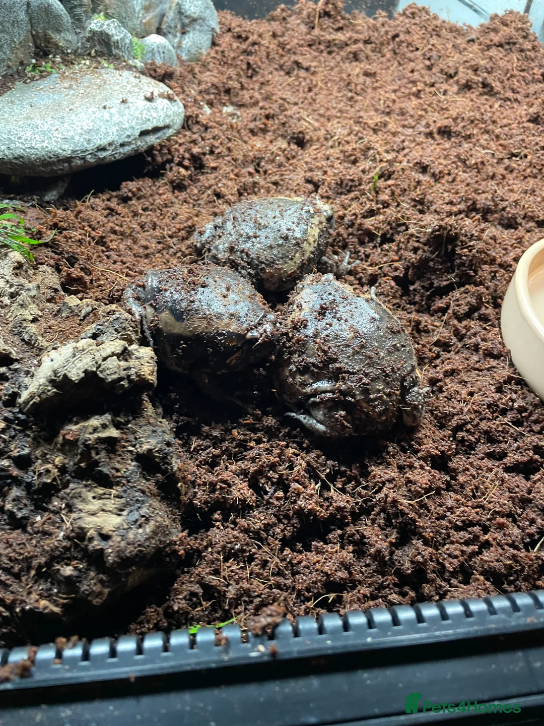 Frog reptiles for sale: Chubby frogs  in Dunfermline - Advert 1