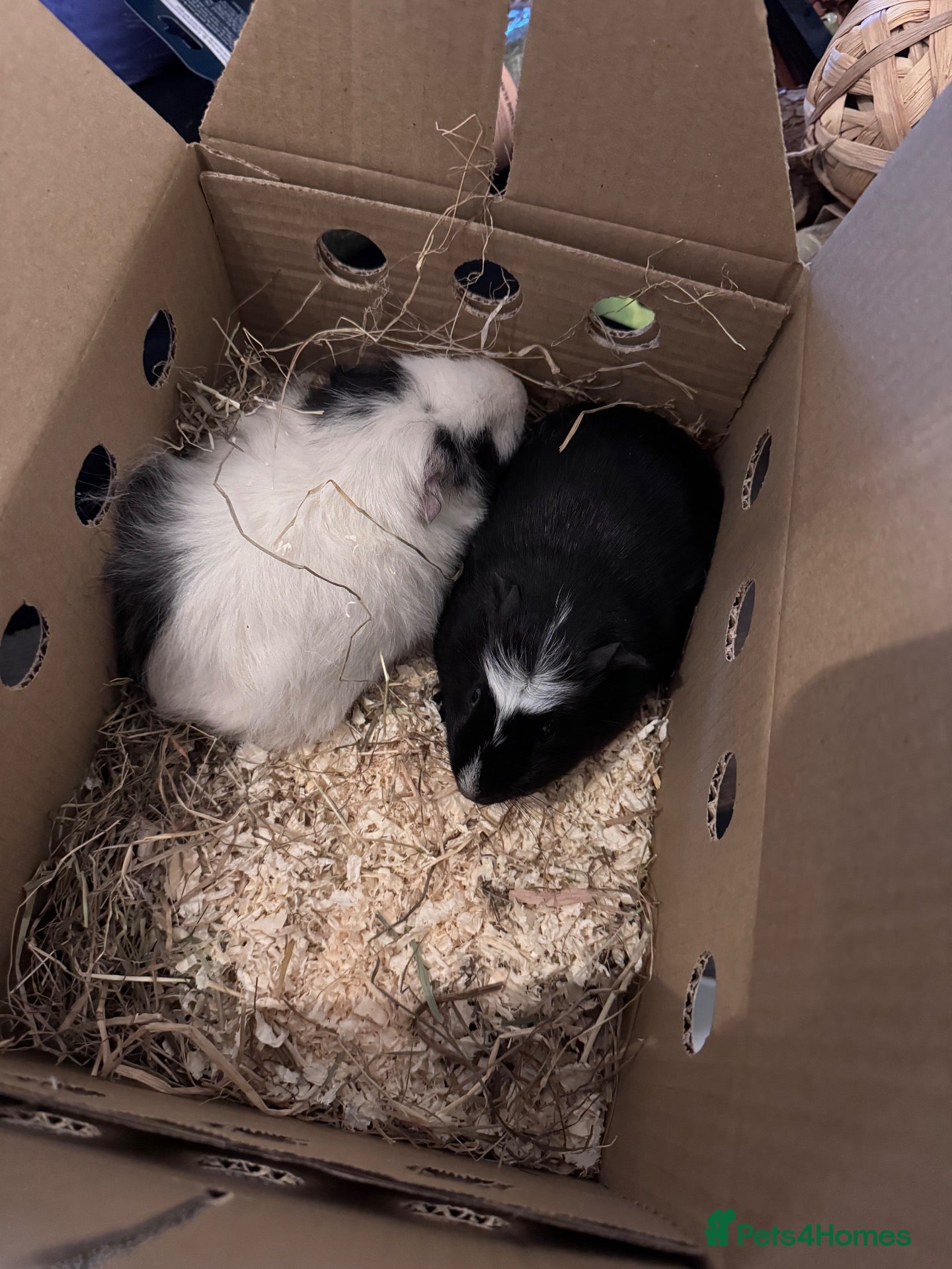 Guinea Pig rodents 2x guinea pigs with cage and accessories  - Advert 1