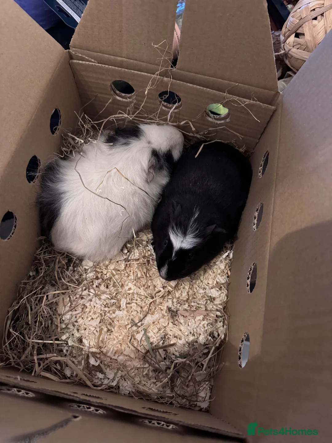 Guinea Pig rodents for sale: 2x guinea pigs with cage and accessories  - Advert 1