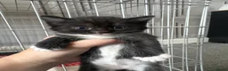 Mixed Breed cats for sale: 3 fur babies  in Tranent - Advert 3