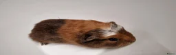 Guinea Pig rodents for sale: California x male and female Guinea pig babies  - Advert 22