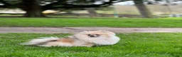 Pomeranian dogs for sale: Mini Pomeranian Puppy KC registered Milton Keynes - Advert 10