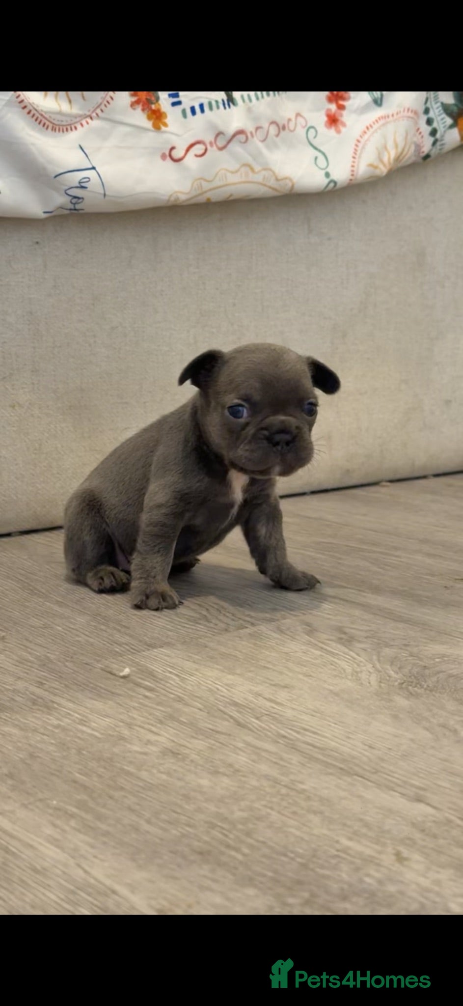 French Bulldog dogs STUNNING FRENCHIES ✨ - Advert 5