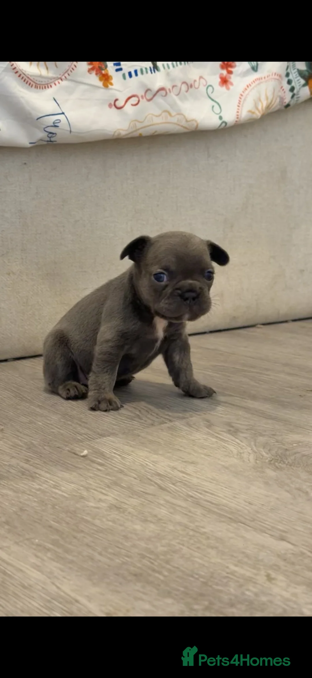 French Bulldog dogs for sale: STUNNING FRENCHIES ✨ - Advert 2