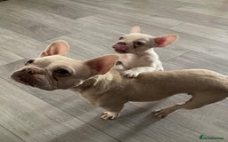 French Bulldog dogs for sale: 2 lovely French bulldog boys for sale  - Image 16