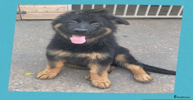 German Shepherd dogs - Advert 13