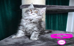 Maine Coon cats for sale: STUNNING XL PEDIGREE MAINE COON KITTENS  - Image 34