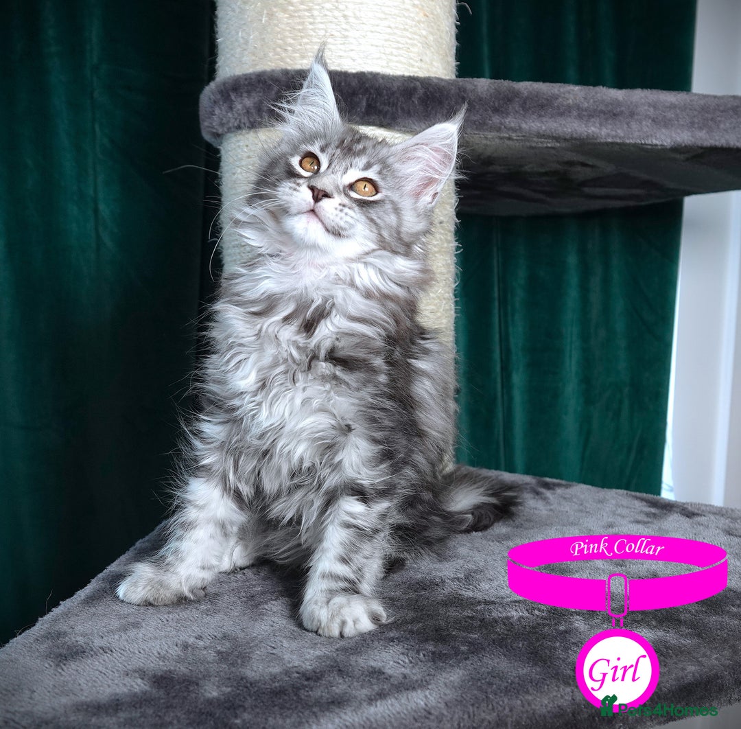 Maine Coon cats for sale: STUNNING XL PEDIGREE MAINE COON KITTENS  - Image 34